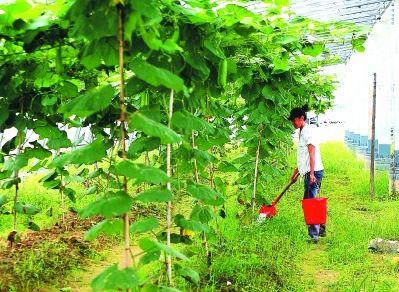 苦瓜种植法_科学苦瓜种植技术与管理_苦瓜科学种植技术