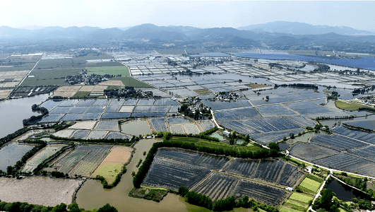 致富经稻田养龙虾视频_稻田养殖龙虾视频_致富经稻田小龙虾养殖