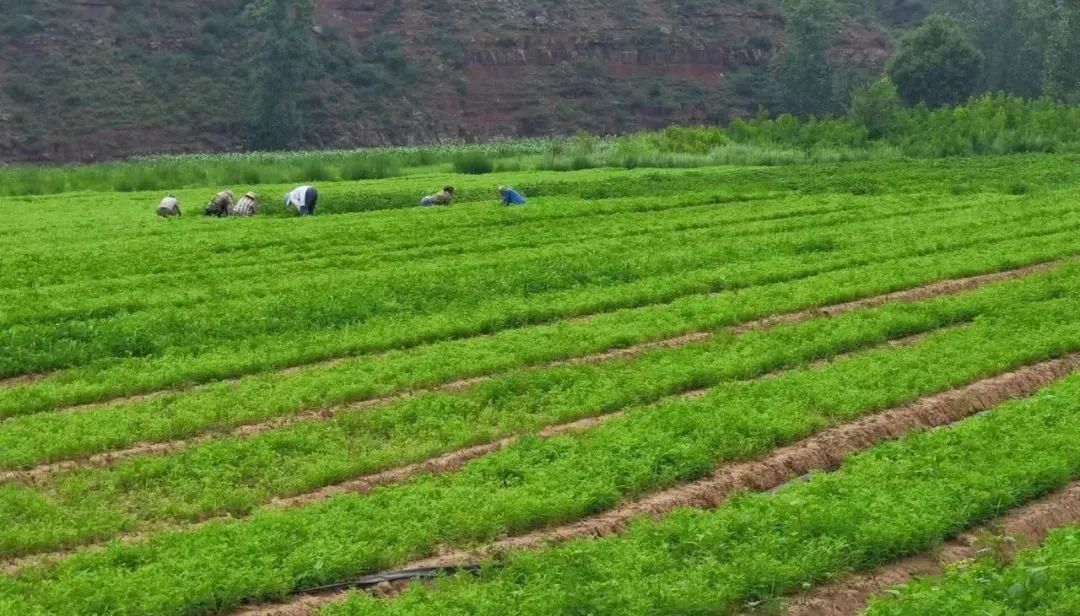 种植致富记录_种植致富案例_致富种植记录怎么写