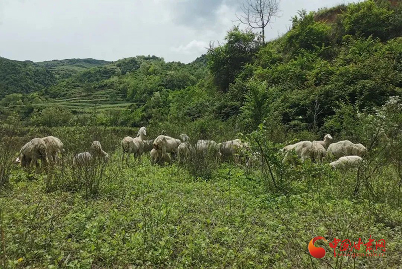 礼县：特色产业走出致富“羊”光大道