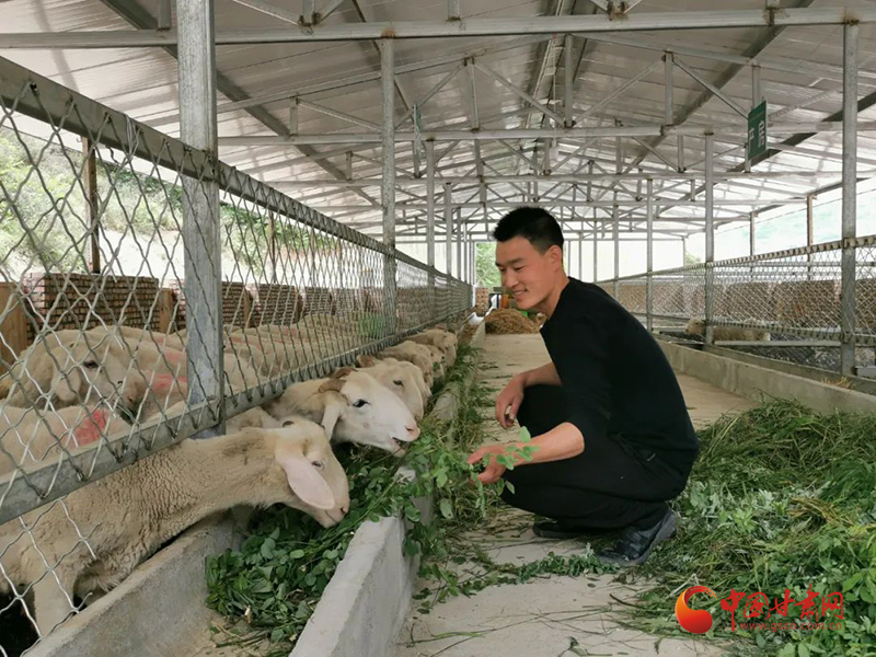 致富经绒山羊_养殖绒山羊效益怎么样_求购绒山羊