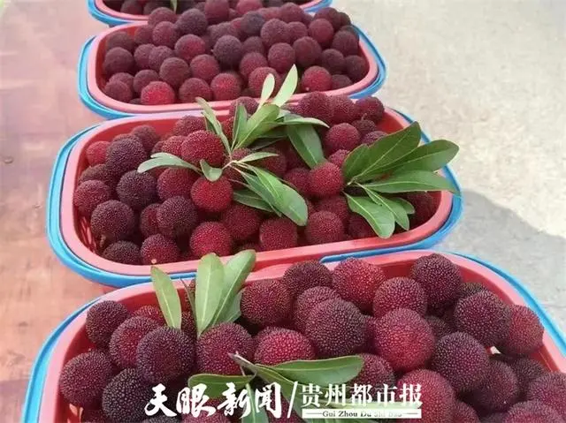 种植杨梅前景如何_杨梅种植致富新闻_致富经杨梅种植视频