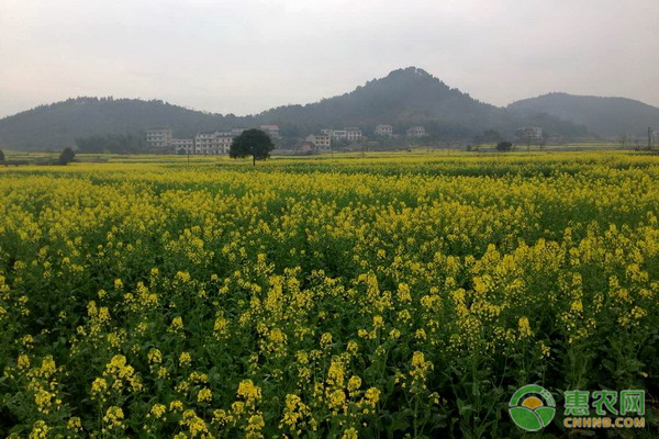 油菜一亩地要多少种子？油菜要怎么种？-图片版权归惠农网所有