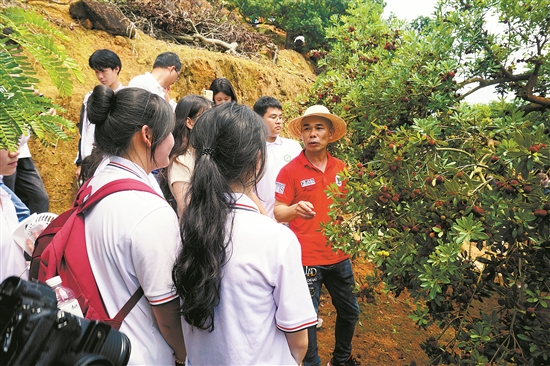 “采摘+直播+旅游” “洞仔杨梅”渐成致富果