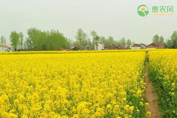 油菜播种时间是什么时候？种植技术有哪些？