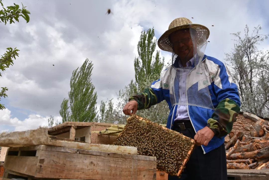 养蜂技术视频全集_黑蜂的养殖技术视频_养蜂视频播放