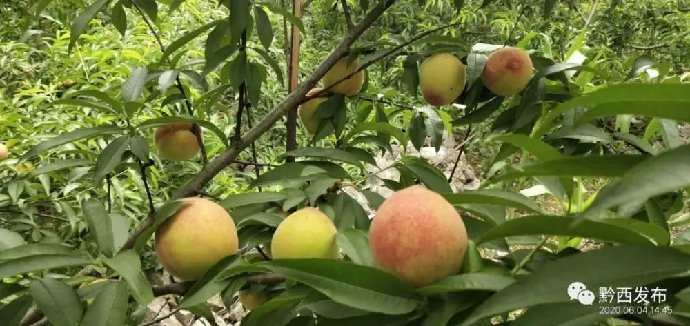 杨梅种植致富新闻_致富经杨梅种植视频_新闻致富种植杨梅视频