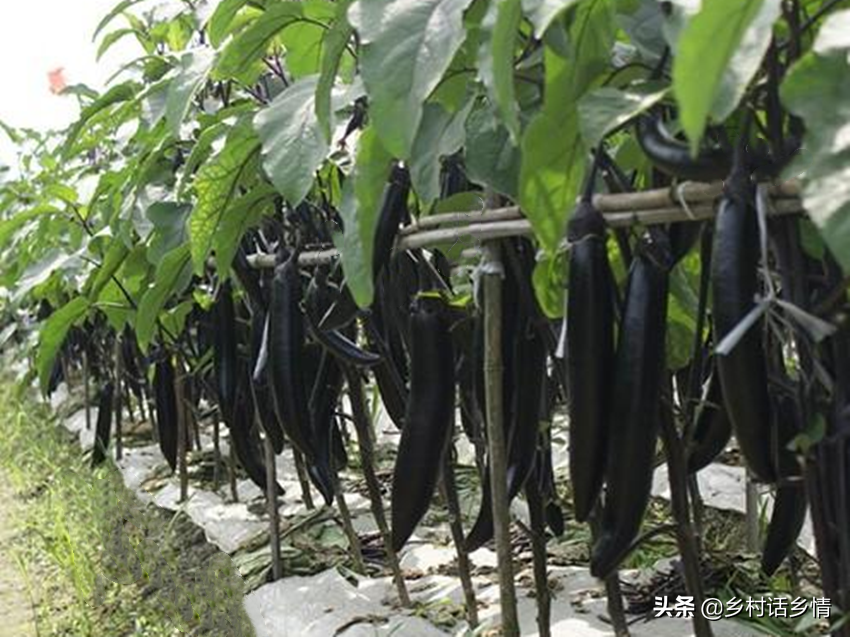 农民种植致富蔬菜_致富蔬菜种植农民图片_农村种植蔬菜致富方案