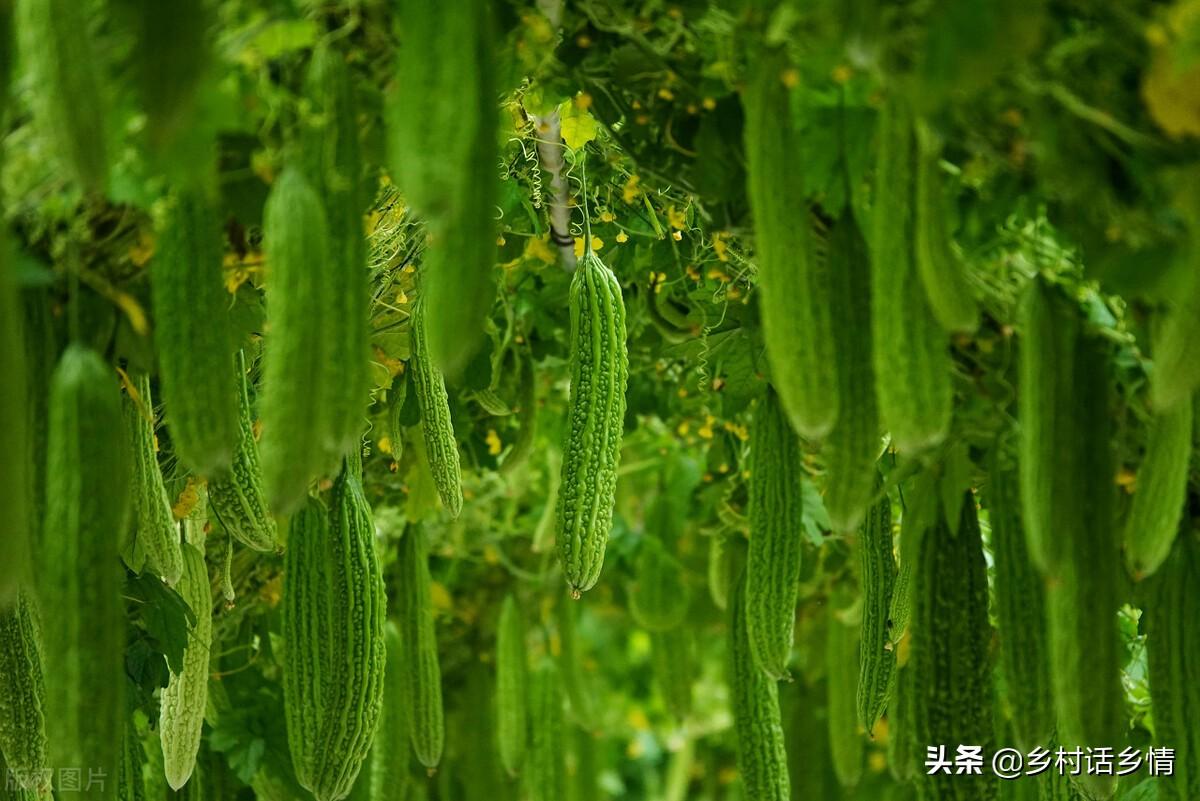 农民种植致富蔬菜_致富蔬菜种植农民图片_农村种植蔬菜致富方案