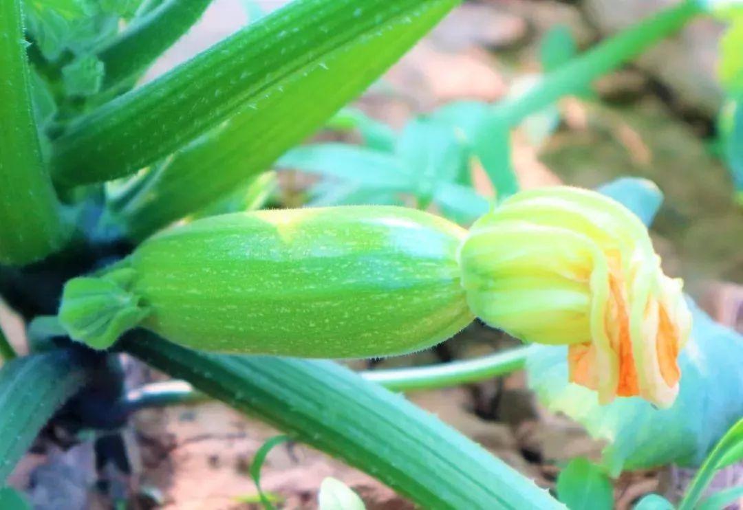 农民种植致富蔬菜_致富经种蔬菜种出千万财富_致富蔬菜种植农民视频