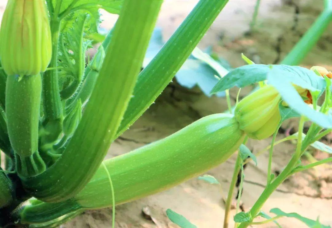 致富蔬菜种植农民视频_农民种植致富蔬菜_致富经种蔬菜种出千万财富