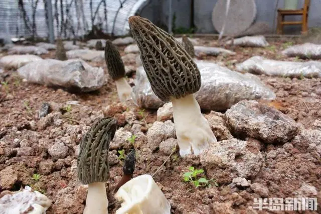 广西食用菌种植合作社_广西种植食用菌致富吗_广西食用菌产业