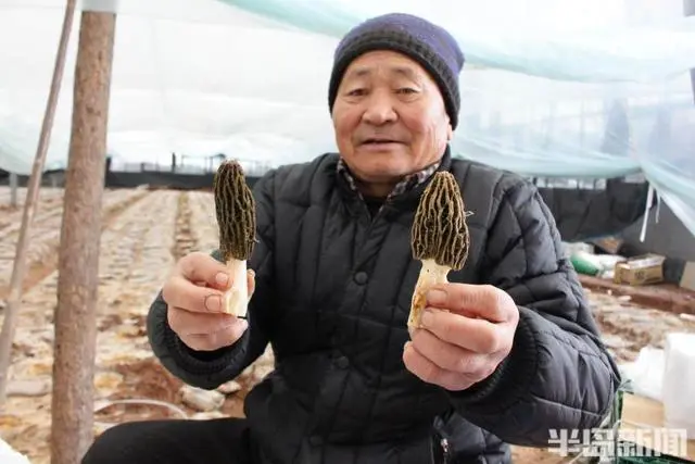 广西种植食用菌致富吗_广西食用菌产业_广西食用菌种植合作社