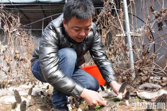 广西食用菌产业_广西食用菌种植合作社_广西种植食用菌致富吗