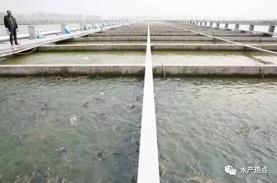 淡水养殖水槽鱼技术要点_水槽淡水鱼养殖技术._淡水养殖水槽鱼技术视频