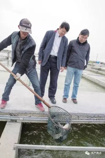 淡水养殖水槽鱼技术要点_淡水养殖水槽鱼技术视频_水槽淡水鱼养殖技术.