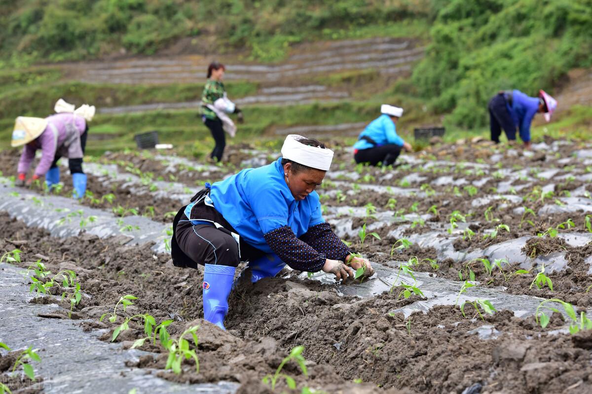 农民种植致富蔬菜_致富蔬菜种植农民图片_种蔬菜致富经