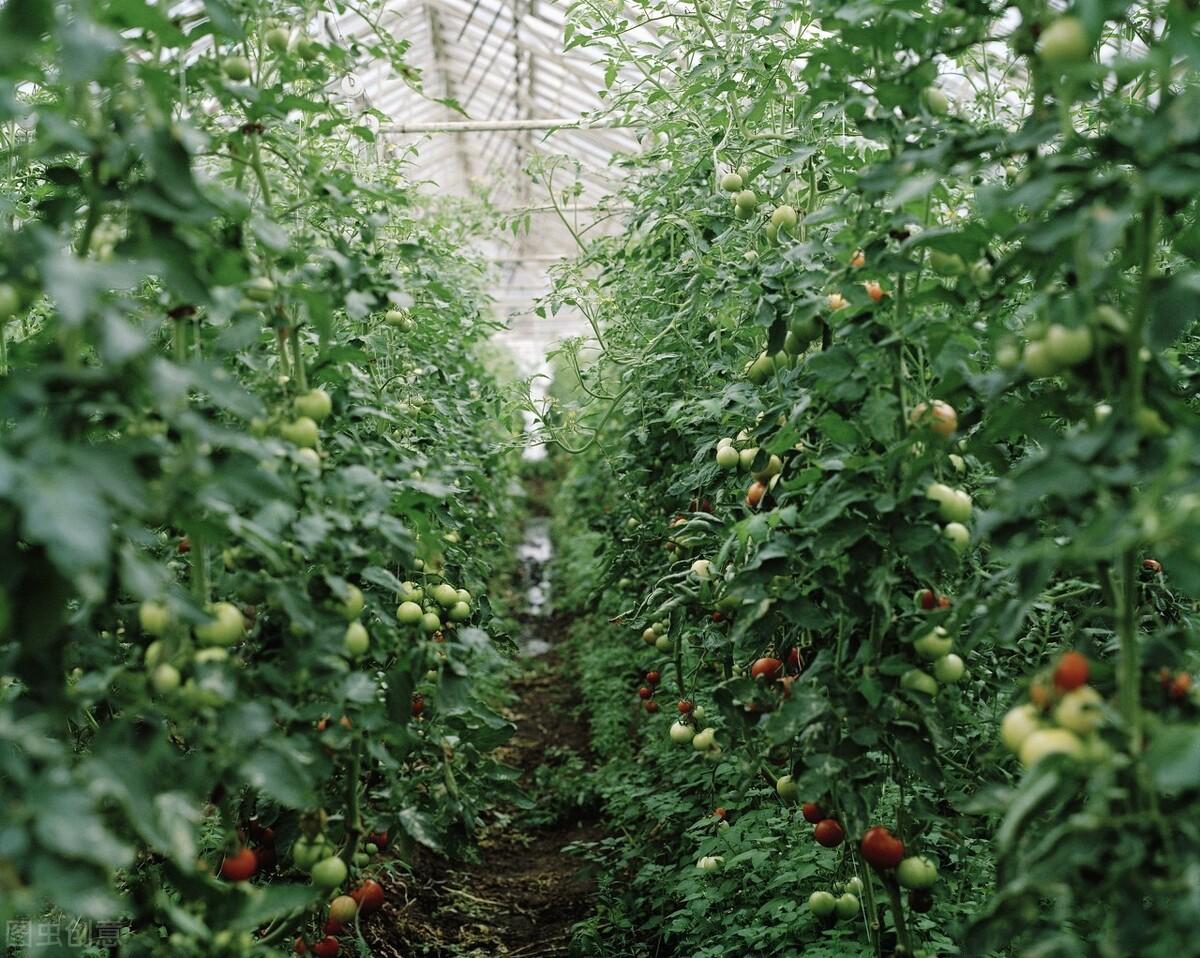 致富蔬菜种植农民图片_种蔬菜致富经_农民种植致富蔬菜