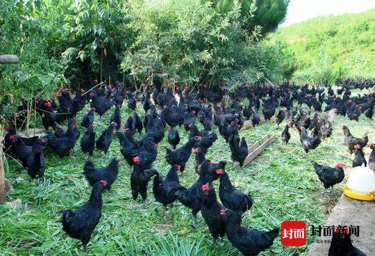 云求助|平时“一鸡难求”的四川万源黑鸡严重滞销 帮帮养殖企业