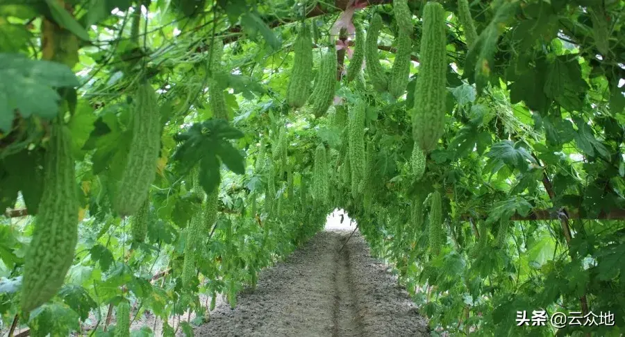 苦瓜科学种植技术_种植苦瓜的技术_科学苦瓜种植技术要点