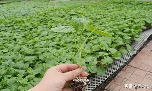 苦瓜科学种植技术_种植苦瓜的技术_科学苦瓜种植技术要点