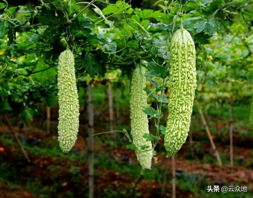 苦瓜科学种植技术_科学苦瓜种植技术要点_种植苦瓜的技术