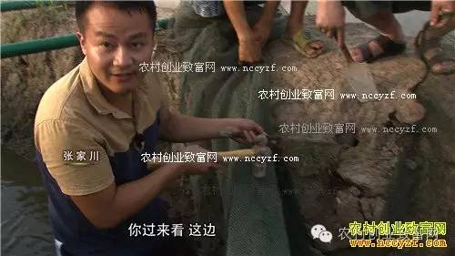 致富经泥鳅养殖密度_泥鳅高密度养殖_致富密度养殖泥鳅视频