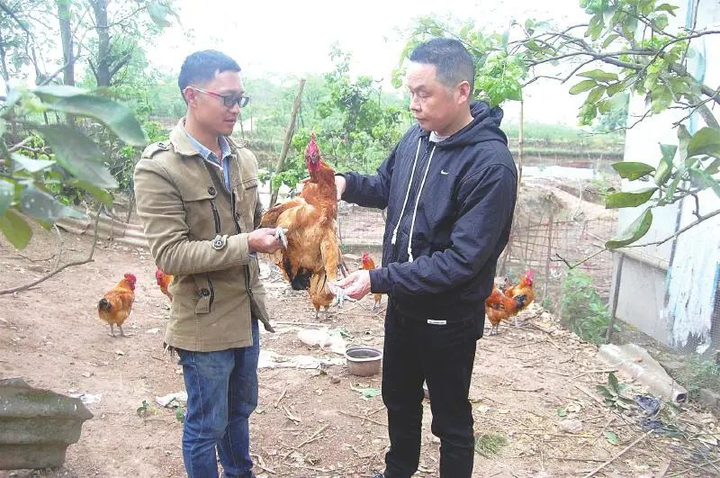 林下土鸡养殖技术_山林土鸡养殖视频_林下土鸡养殖技术视频