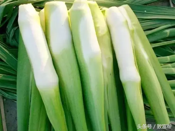 农民种植致富蔬菜_致富蔬菜种植农民图片_致富经种蔬菜种出千万财富