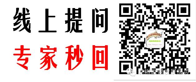 泥鳅养殖常见病之胀气病的防治技术.