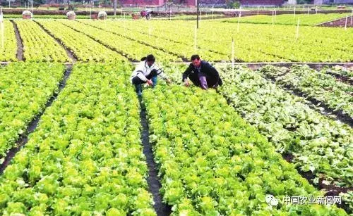 农村种植蔬菜致富方案_农民种植致富蔬菜_致富经种蔬菜种出千万财富