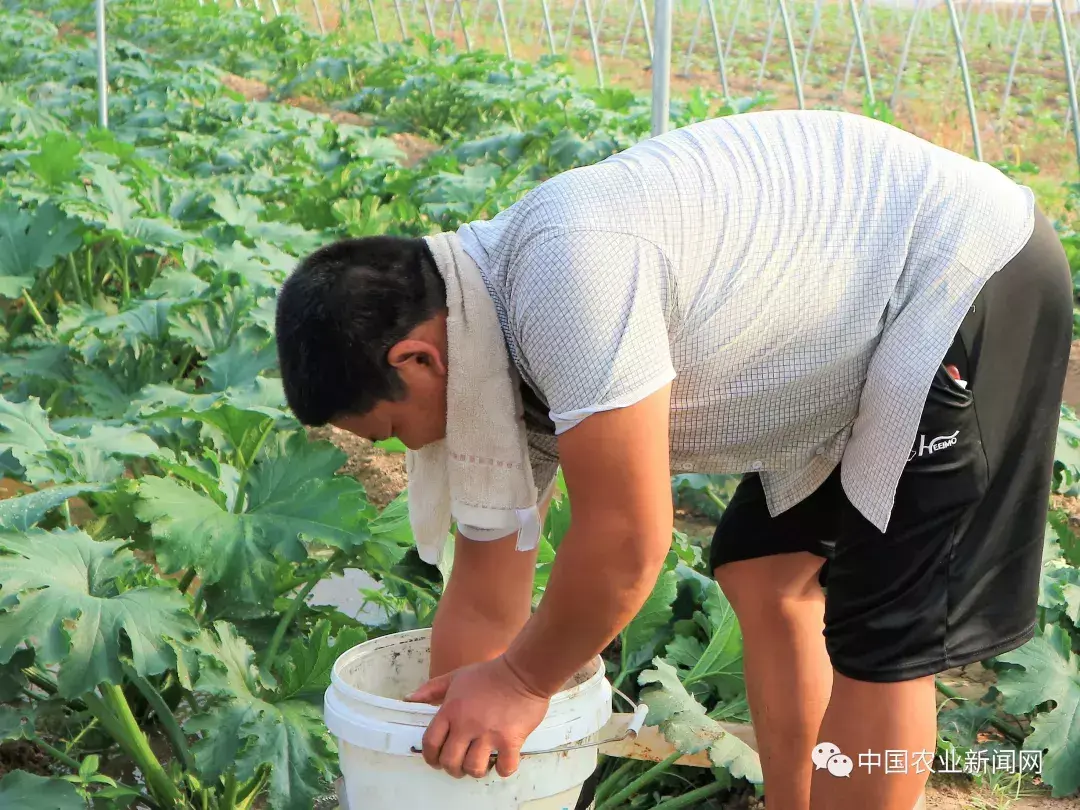 农村种植蔬菜致富方案_农民种植致富蔬菜_致富经种蔬菜种出千万财富