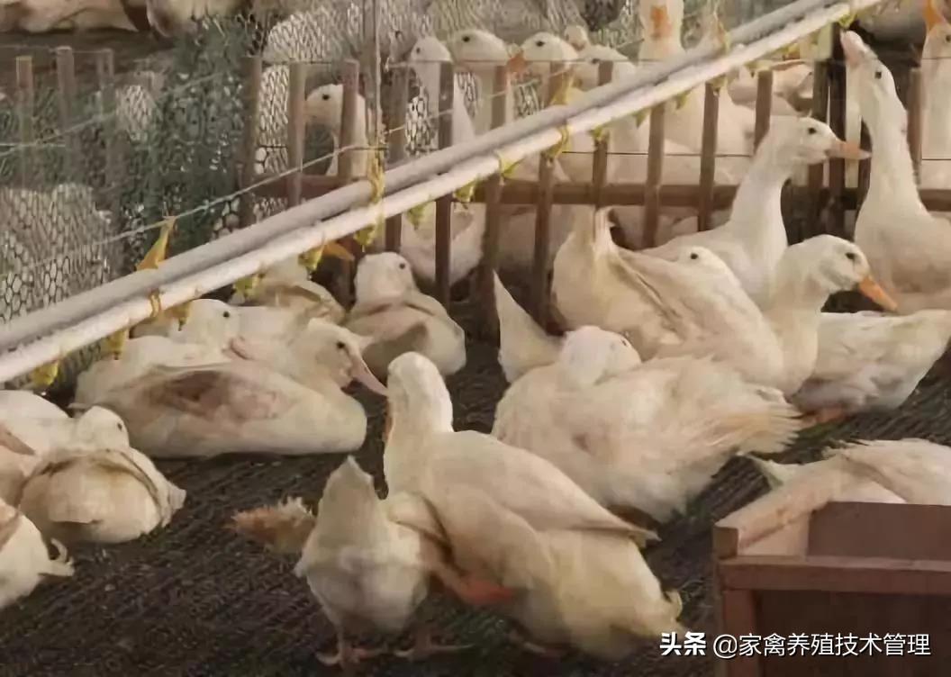 肉鸭养殖技术网_肉鸭养殖视频肉鸭养殖技术_养肉鸭技术大全