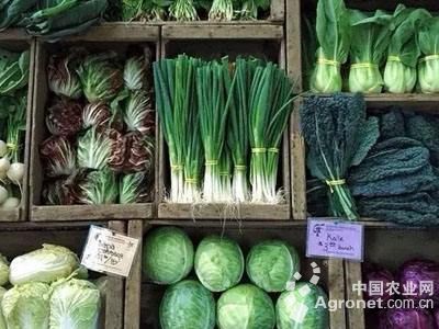 四季蒜苔种子