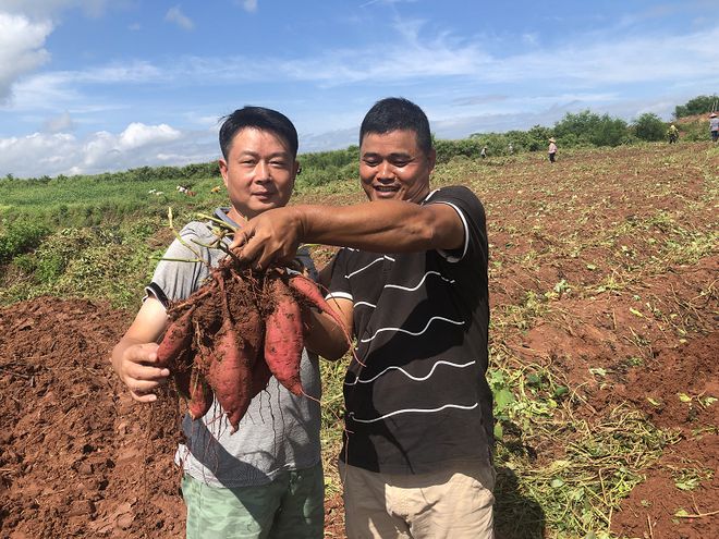 白薯种植技术_种植白薯怎么能高产_种植白薯致富历程