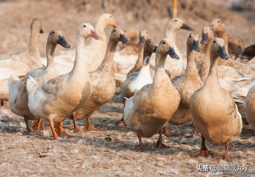 肉鸭养殖技术网_肉鸭养殖视频肉鸭养殖技术_2021年肉鸭养殖前景如何