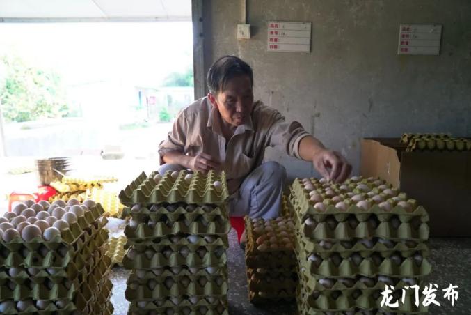 深山养鸡场_深山致富鸡养殖_致富养殖深山鸡视频