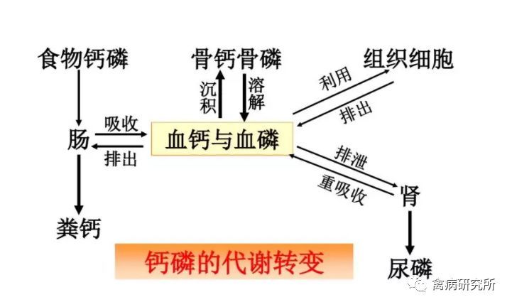 蛋鸡产蛋期间养殖技术_蛋鸡产蛋期饲养管理技术要点_专业养蛋鸡的产蛋能产几个月