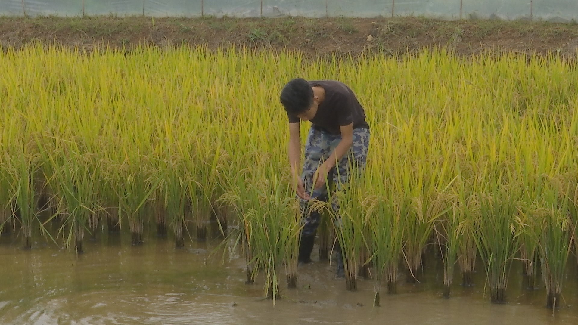 致富水稻种植视频_水稻种植 致富_水稻致富那人叫啥名