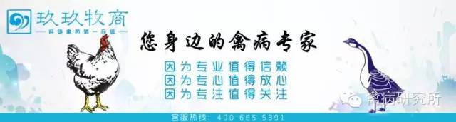 产蛋鸡的饲养标准_蛋鸡产蛋期间养殖技术_专业养蛋鸡的产蛋能产几个月