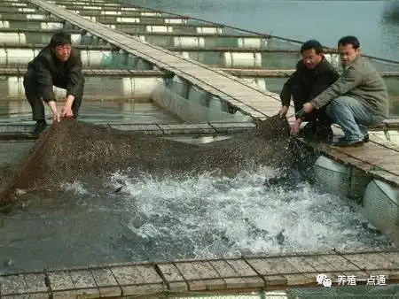 【鮰鱼养殖】斑点叉尾鮰养殖模式技术简介，水面特点决定投入、成本