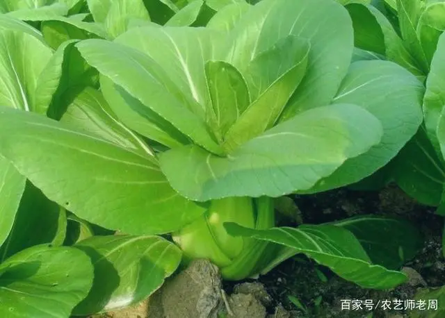 上海青种植时间和方法：正确选择季节、品种和方法，才能优质高产