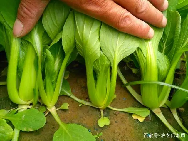 番茄夏天种植技术_番茄夏天种植技术视频_夏季种番茄