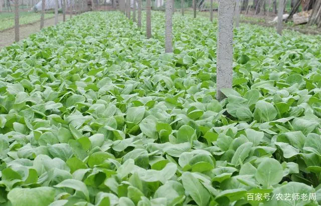 夏季种番茄_番茄夏天种植技术_番茄夏天种植技术视频