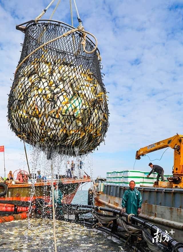 南方观察 | 湛江：不可低估的渔业追赶者