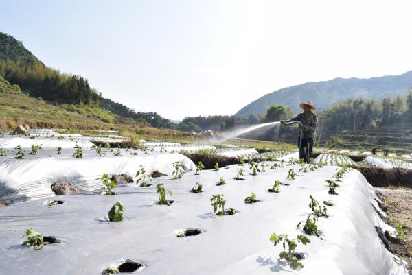 【决战决胜脱贫攻坚】东源宝聚洋：菊花种植铺就致富路