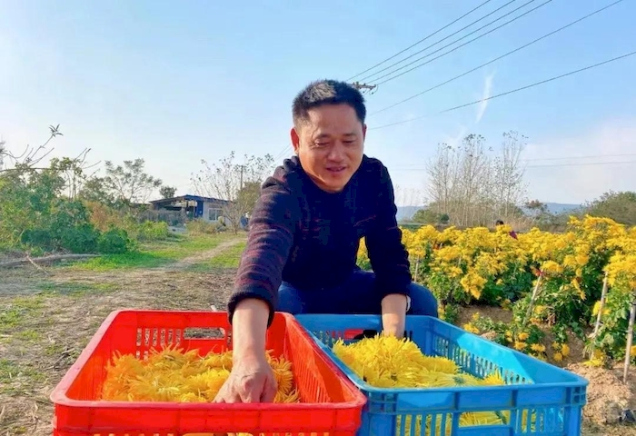 菊花种植及销路如何_菊花种植前景和利润_林州种植菊花致富