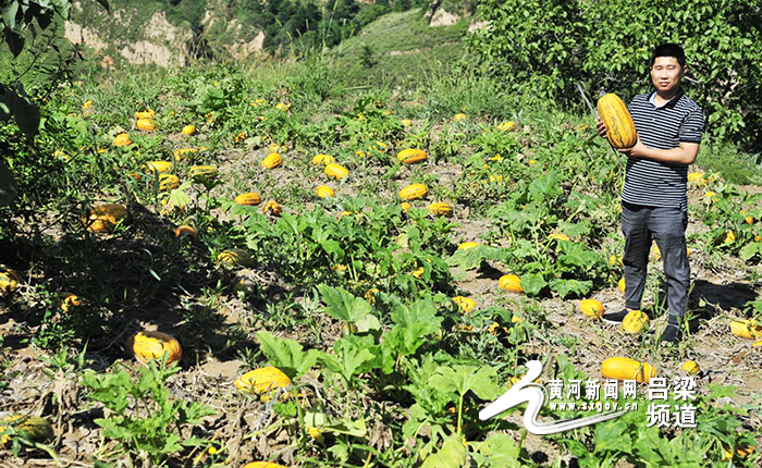 白瓜子种植致富_致富瓜子种植白菜图片_种植白瓜子致富经验介绍材料