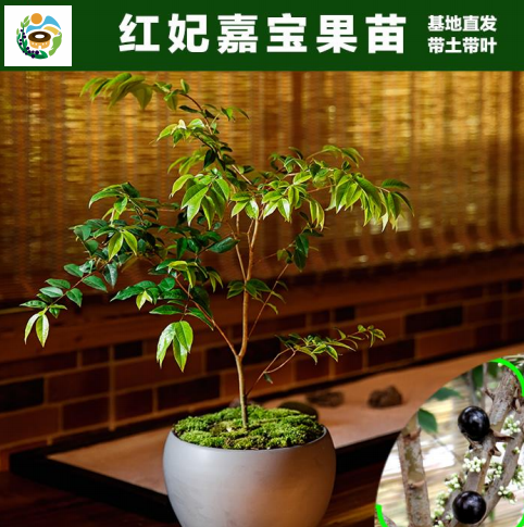 种植葡萄树技术要点_树葡萄如何种植技术_种植葡萄树的方法