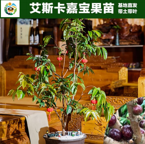 种植葡萄树技术要点_种植葡萄树的方法_树葡萄如何种植技术